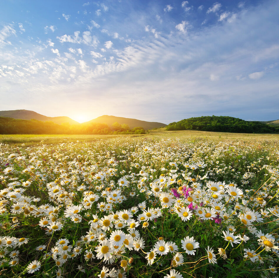 Spring daisy flowers